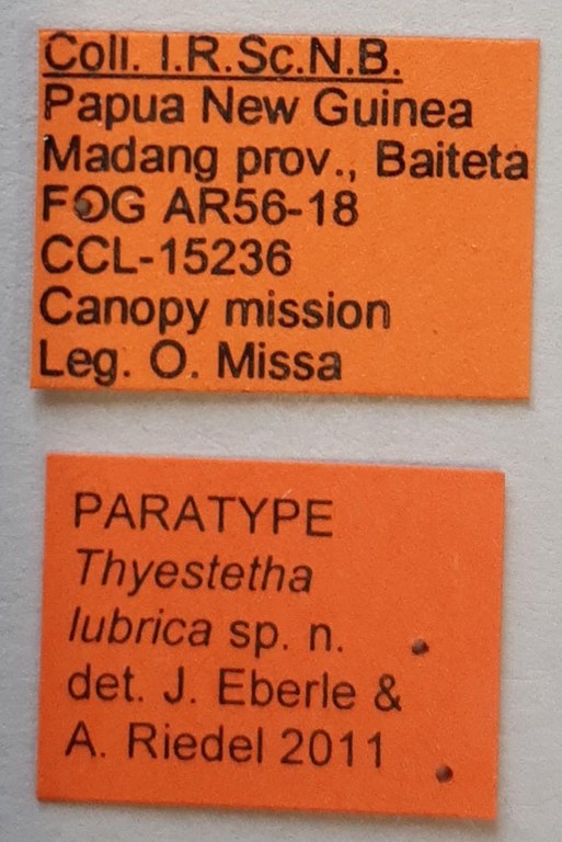 Thyestetha lubrica Pt labels