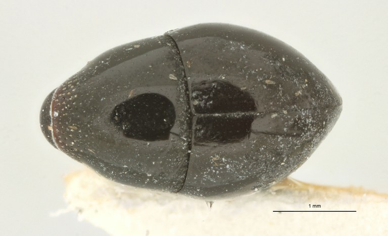 Thyestetha lubrica Pt D