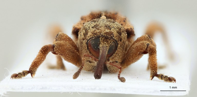 Paracamptorrhinus trilobatus Pt F