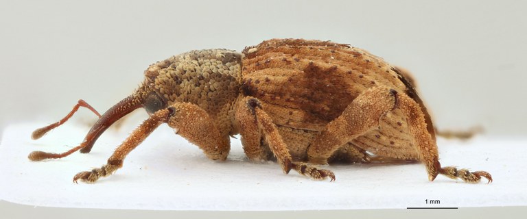 Paracamptorrhinus trilobatus Pt L