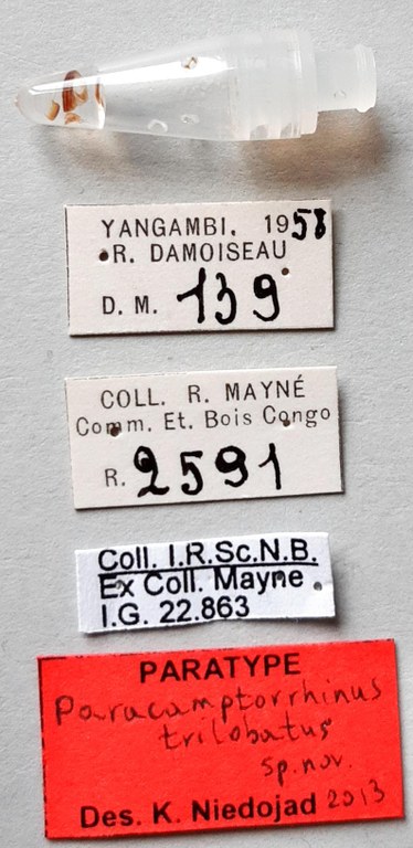 Paracamptorrhinus trilobatus Pt labels