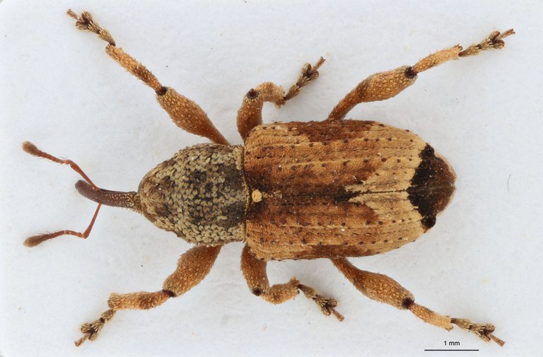 Paracamptorrhinus trilobatus Pt D