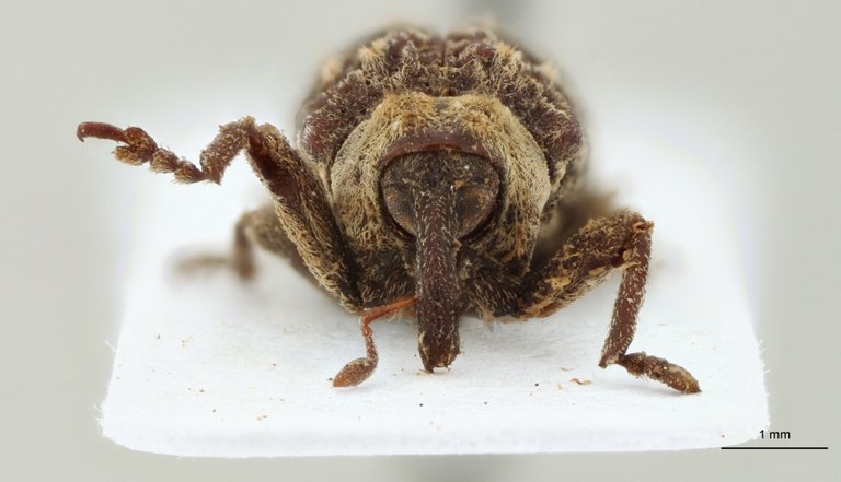 Pachyonyx affaber Plt F