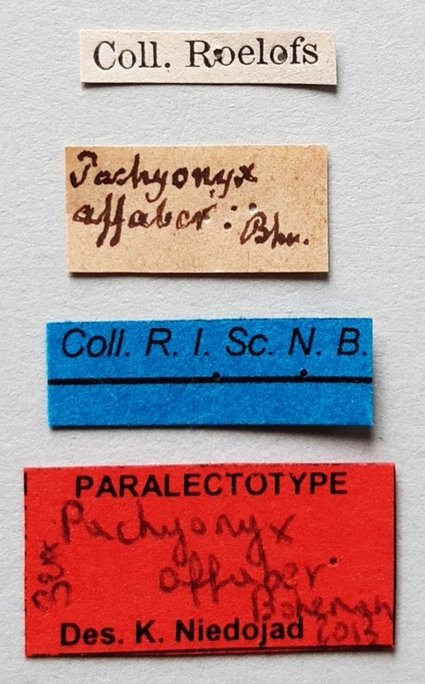 Pachyonyx affaber Plt labels