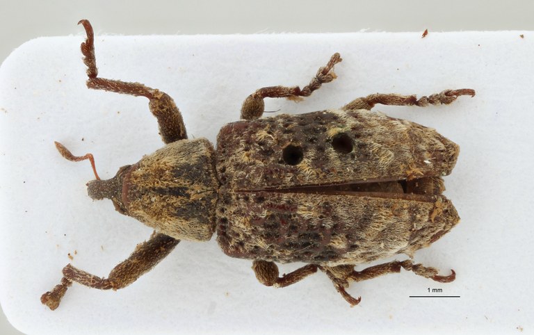 Pachyonyx affaber Plt D