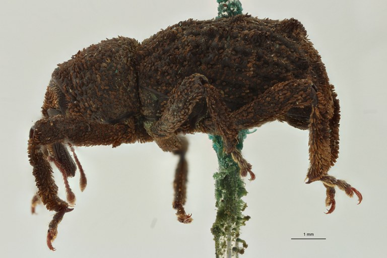 Poropterus alboscutellaris Ht L