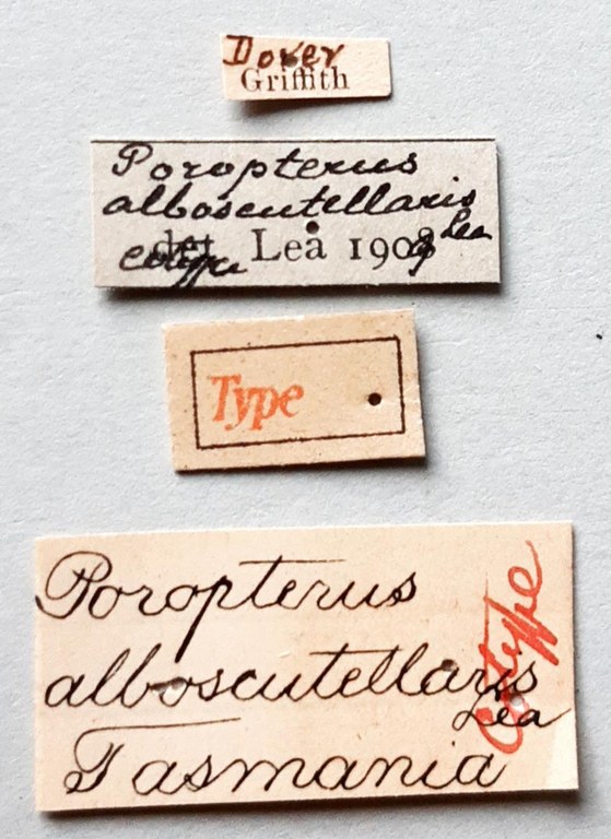 Poropterus alboscutellaris Ht labels