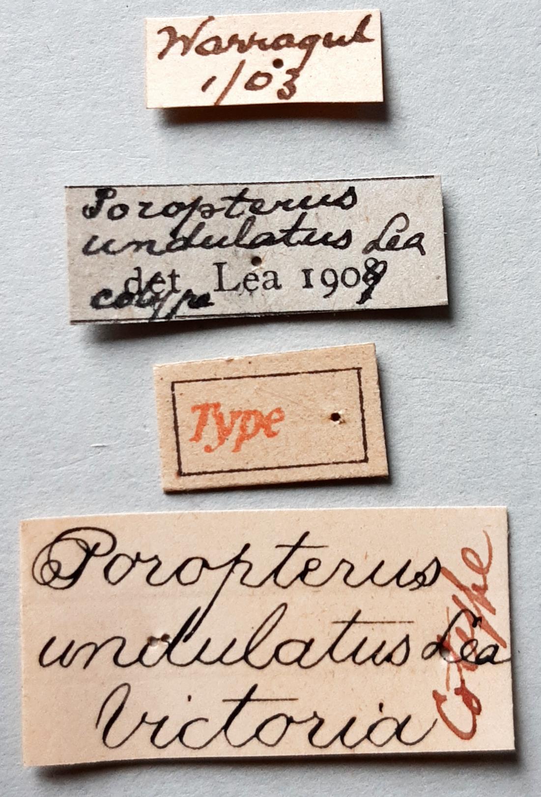 Poropterus undulatus Ht labels