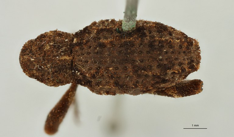 Poropterus undulatus Ht D