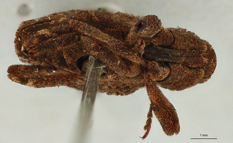 Poropterus undulatus Ht V