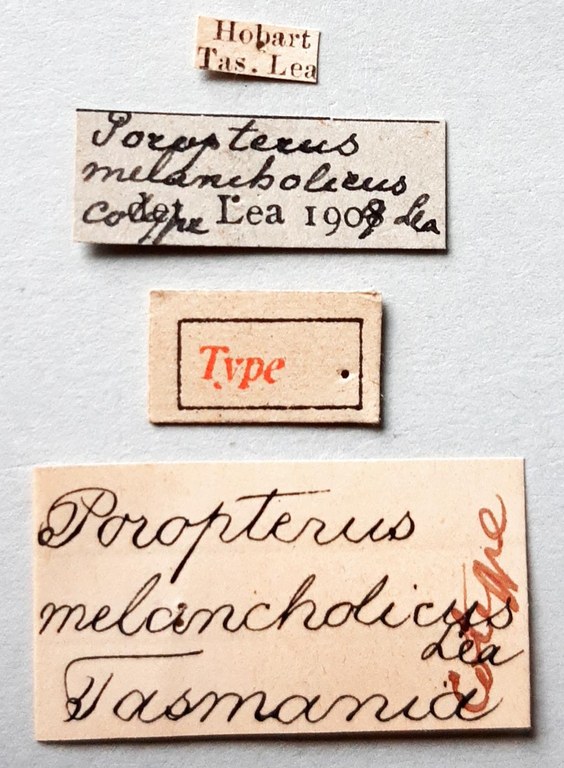 Poropterus melancholicus Ht labels