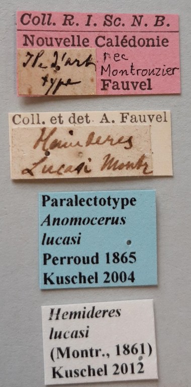 Anomocerus lucasi Plt labels