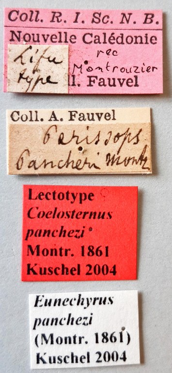 Coelosternus panchezi Lt labels