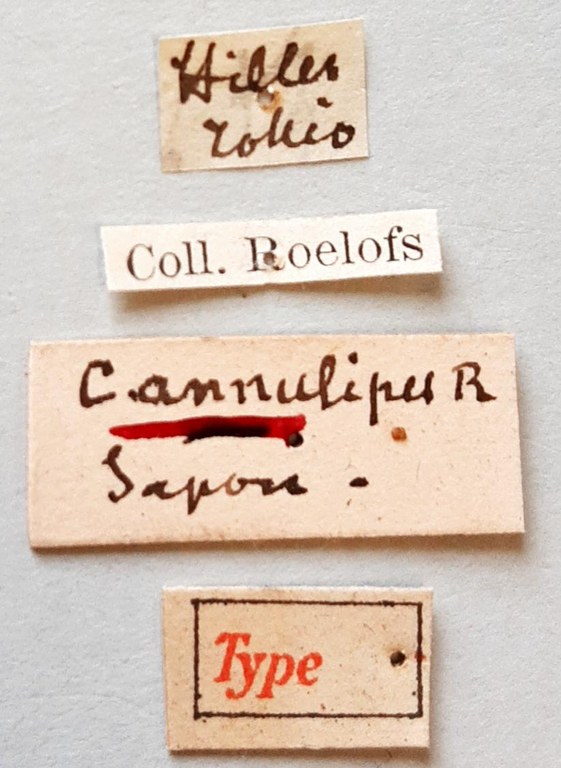 Cryptorrhynchus annulipes Ht labels