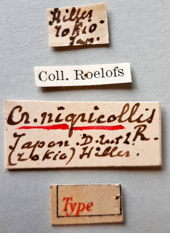 Cryptorrhynchus nigricollis Ht labels