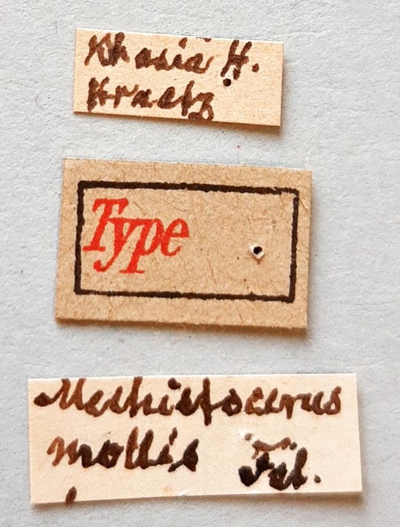 Mechistocerus mollis Ht labels