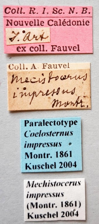 Coelosternus impressus Plt labels