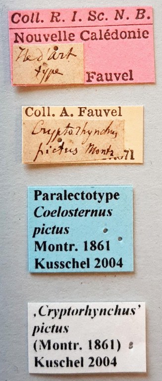 Coelosternus pictus Plt labels