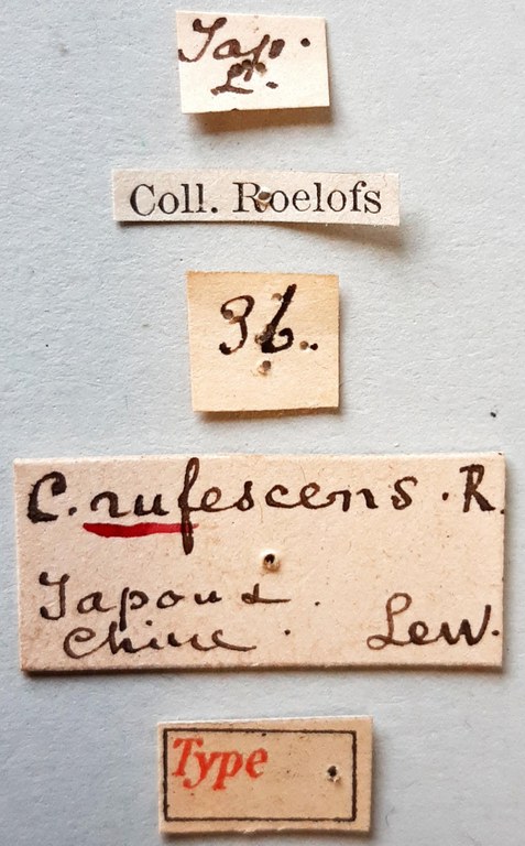 Cryptorrhynchus rufescens Ht labels