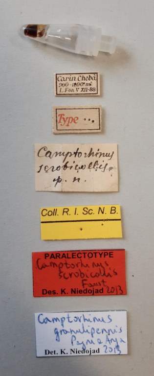 Camptorrhinus scrobicollis Plt labels