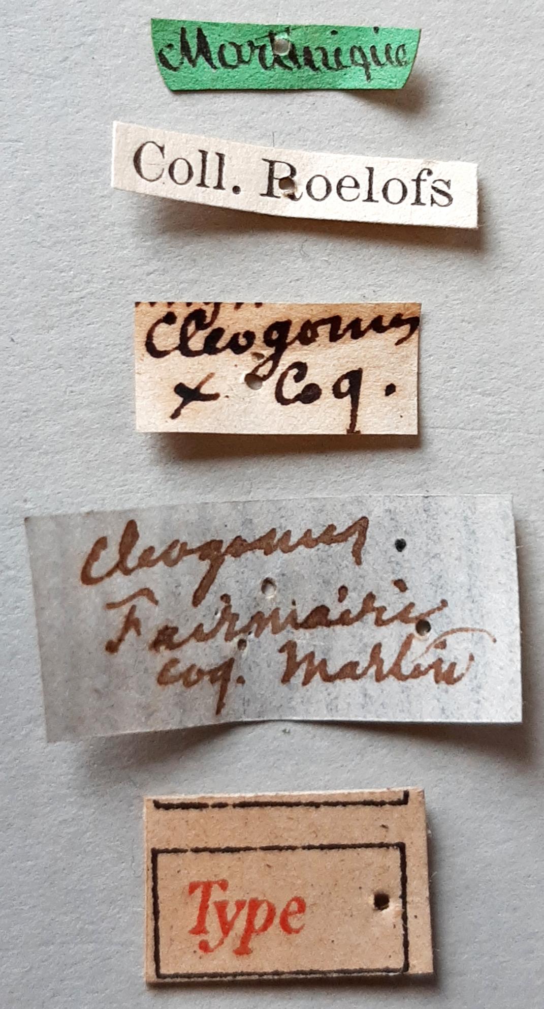 Cleogonus fairmairei Ht labels