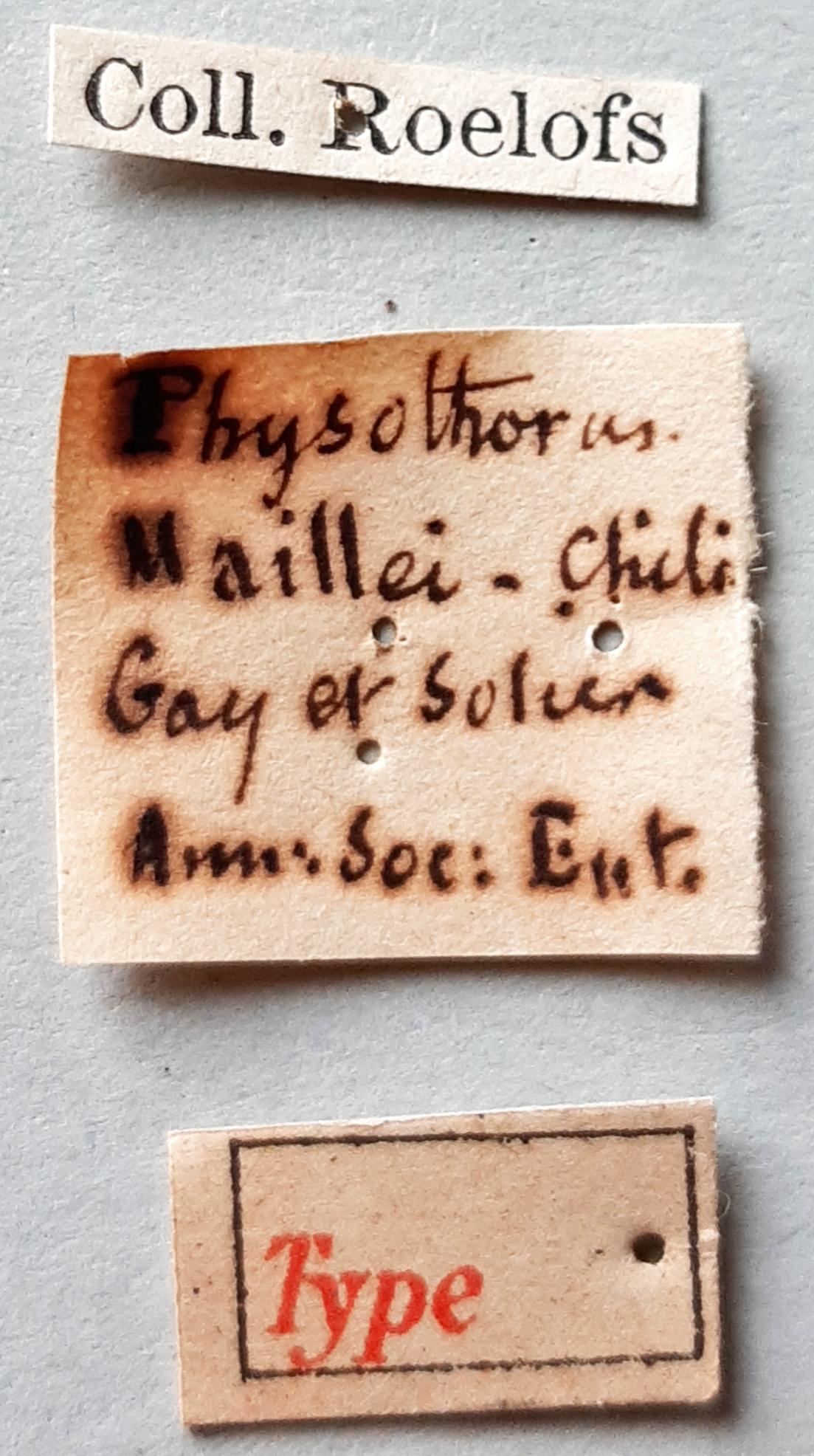 Physothorus maileii Ht labels