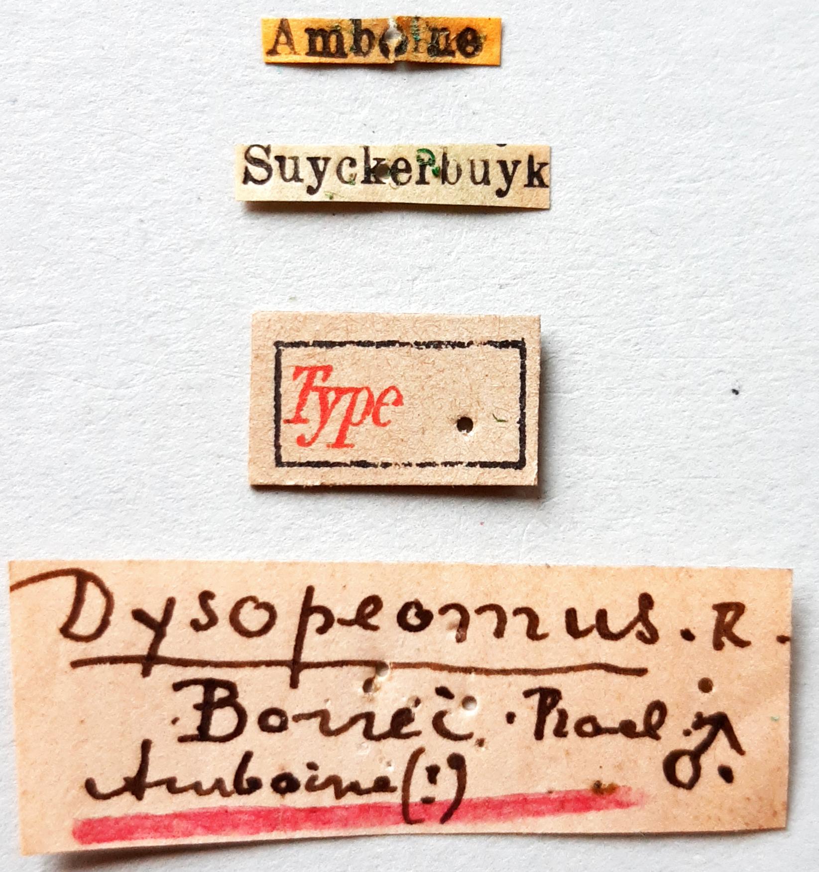 Dysopeomus borrei Ht labels