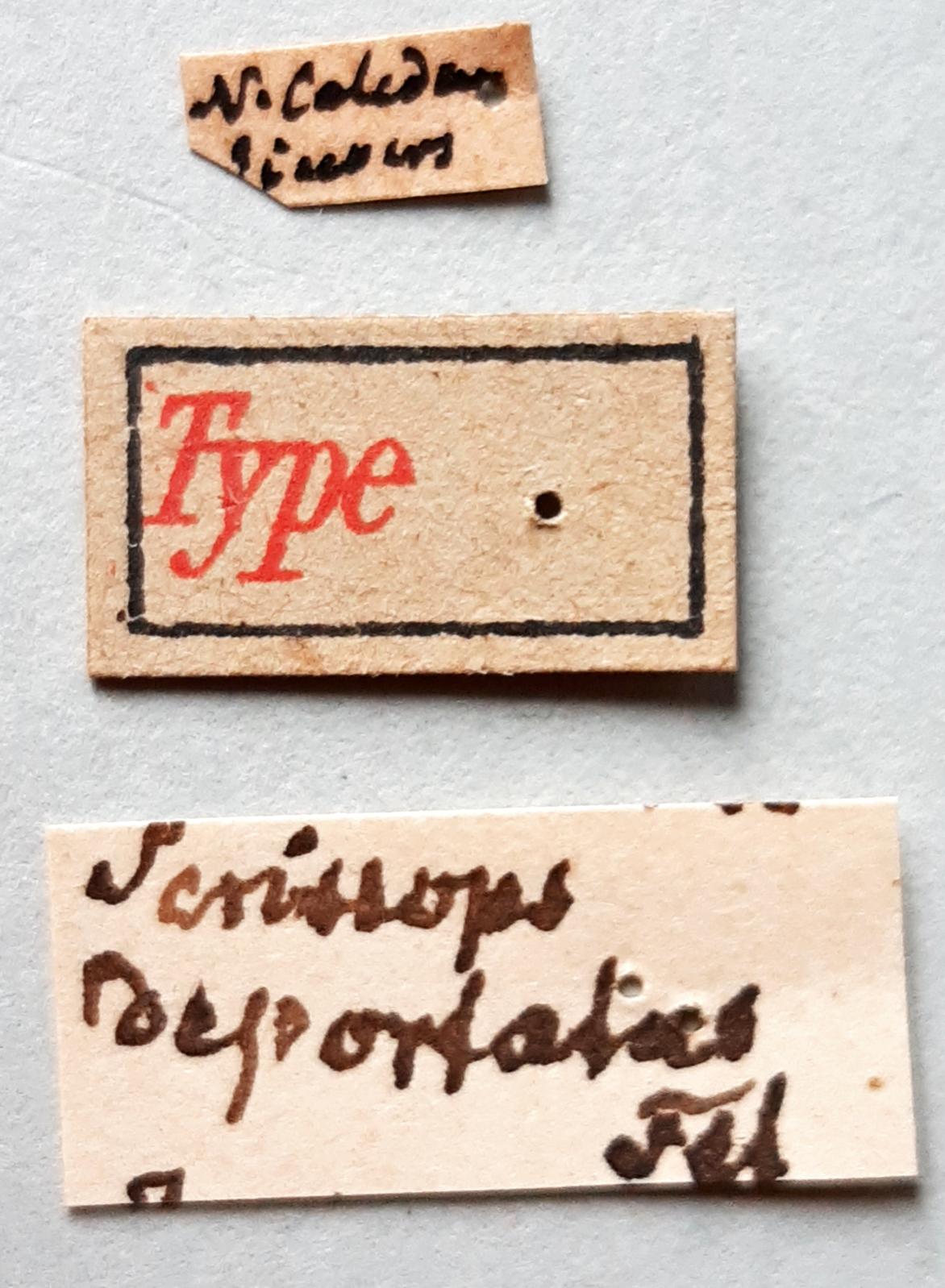 Perissops deportatus t labels