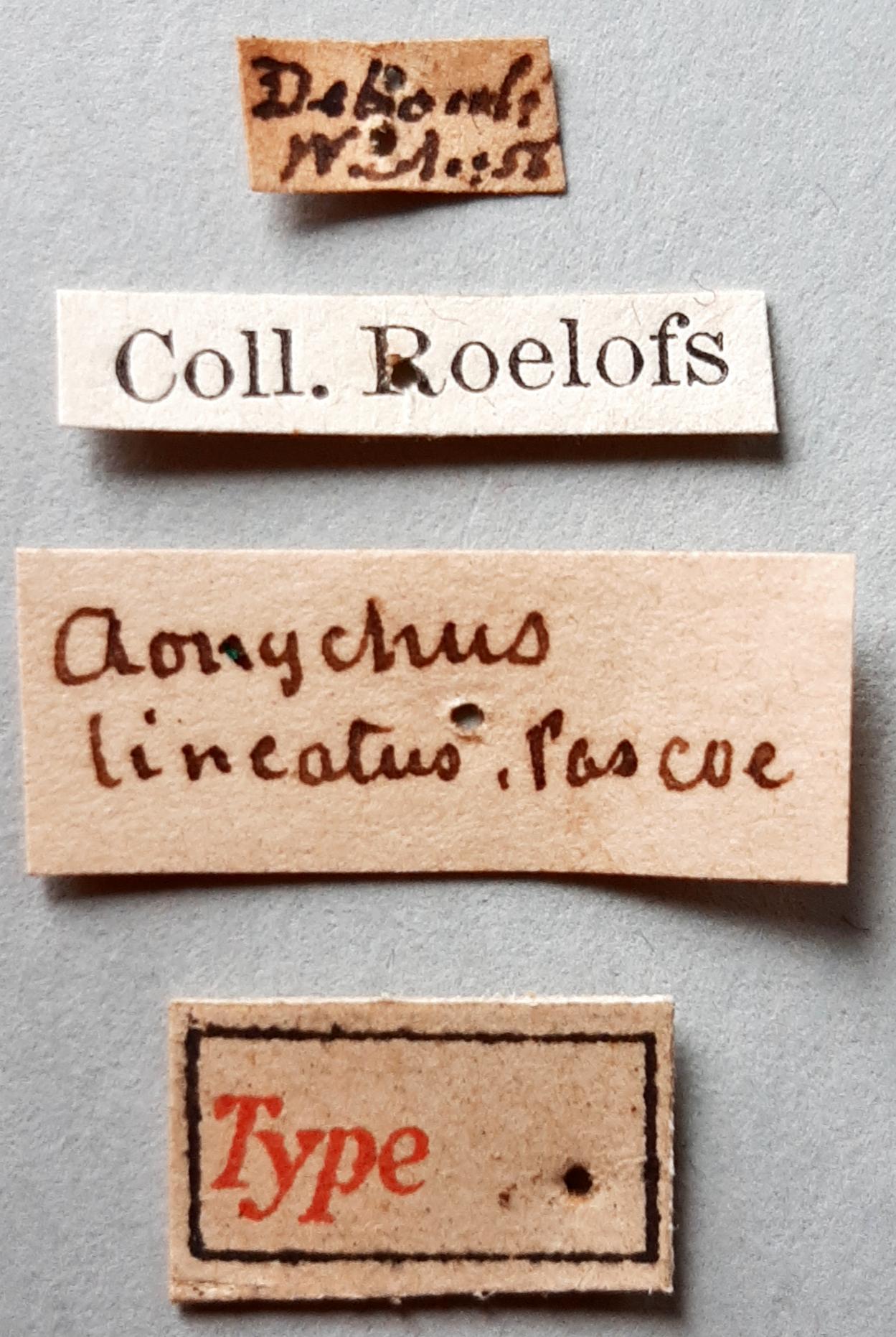Aonychus lineatus Ht labels