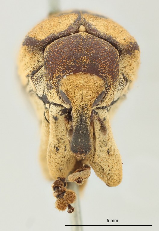 Rhinochenus caucensis Pt F