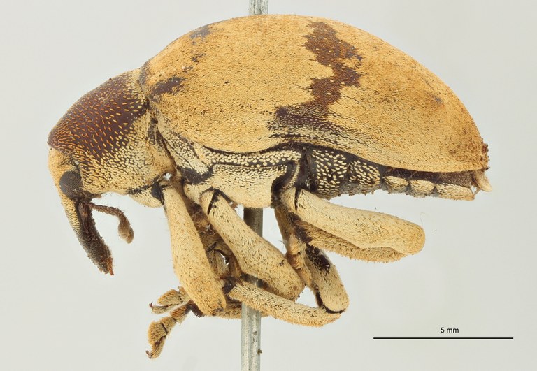 Rhinochenus caucensis Pt L