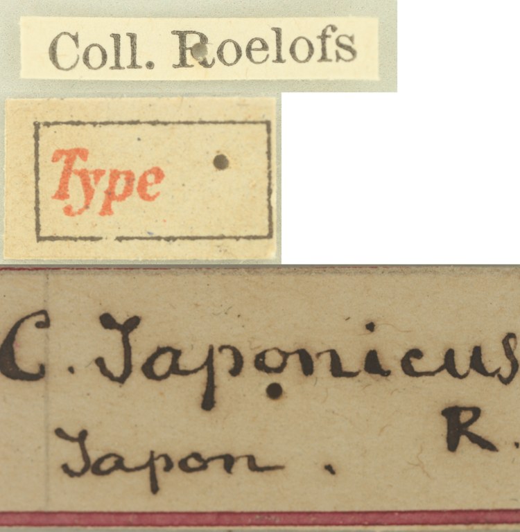 Catagnatus japonicus Ht labels