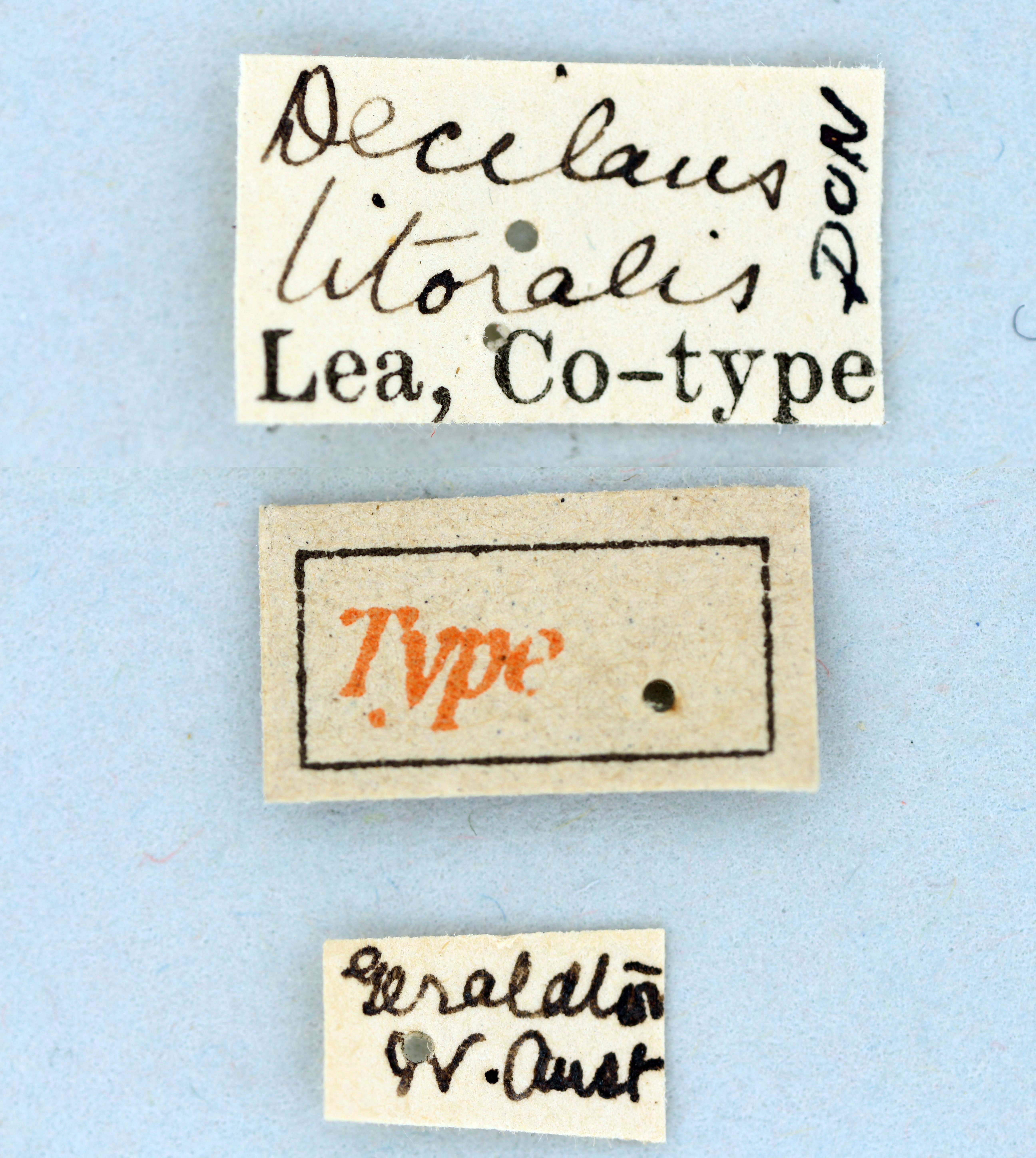 Decilaus littoralis Ht labels