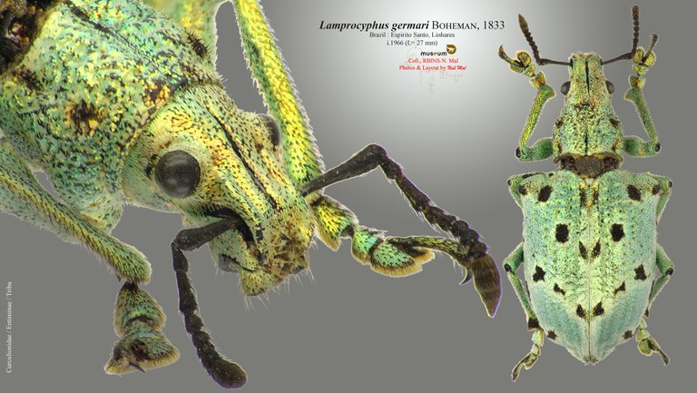 Lamprocyphus germarii.jpg
