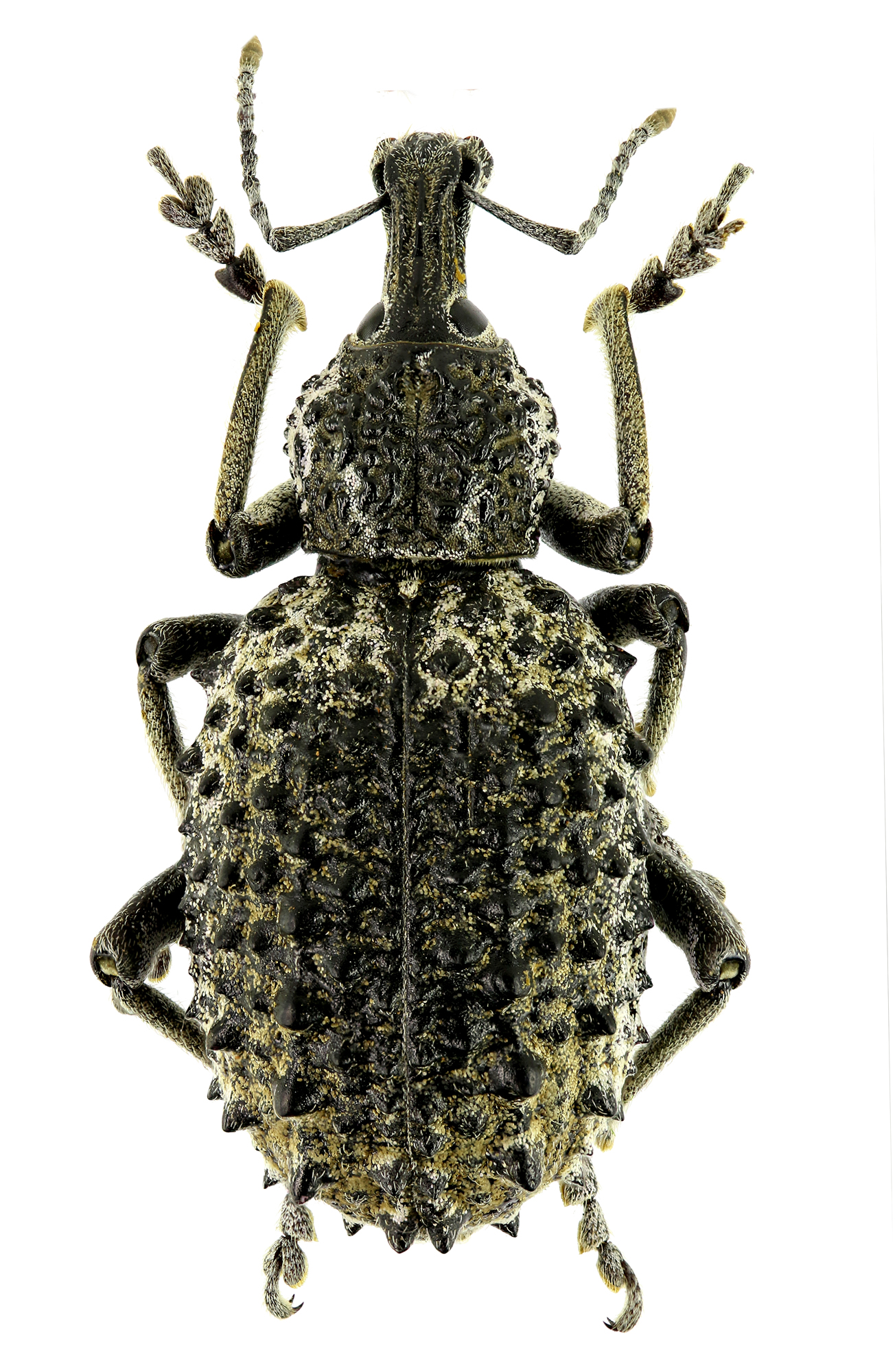 Leptopius muricatus Eos553cz65.jpg
