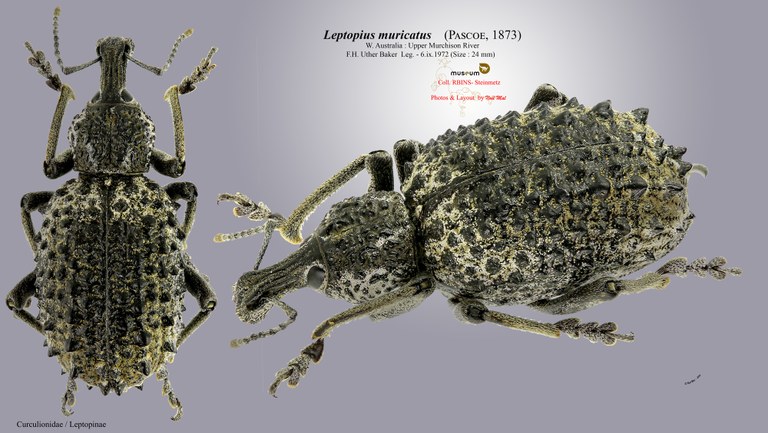 Leptopius muricatus .jpg