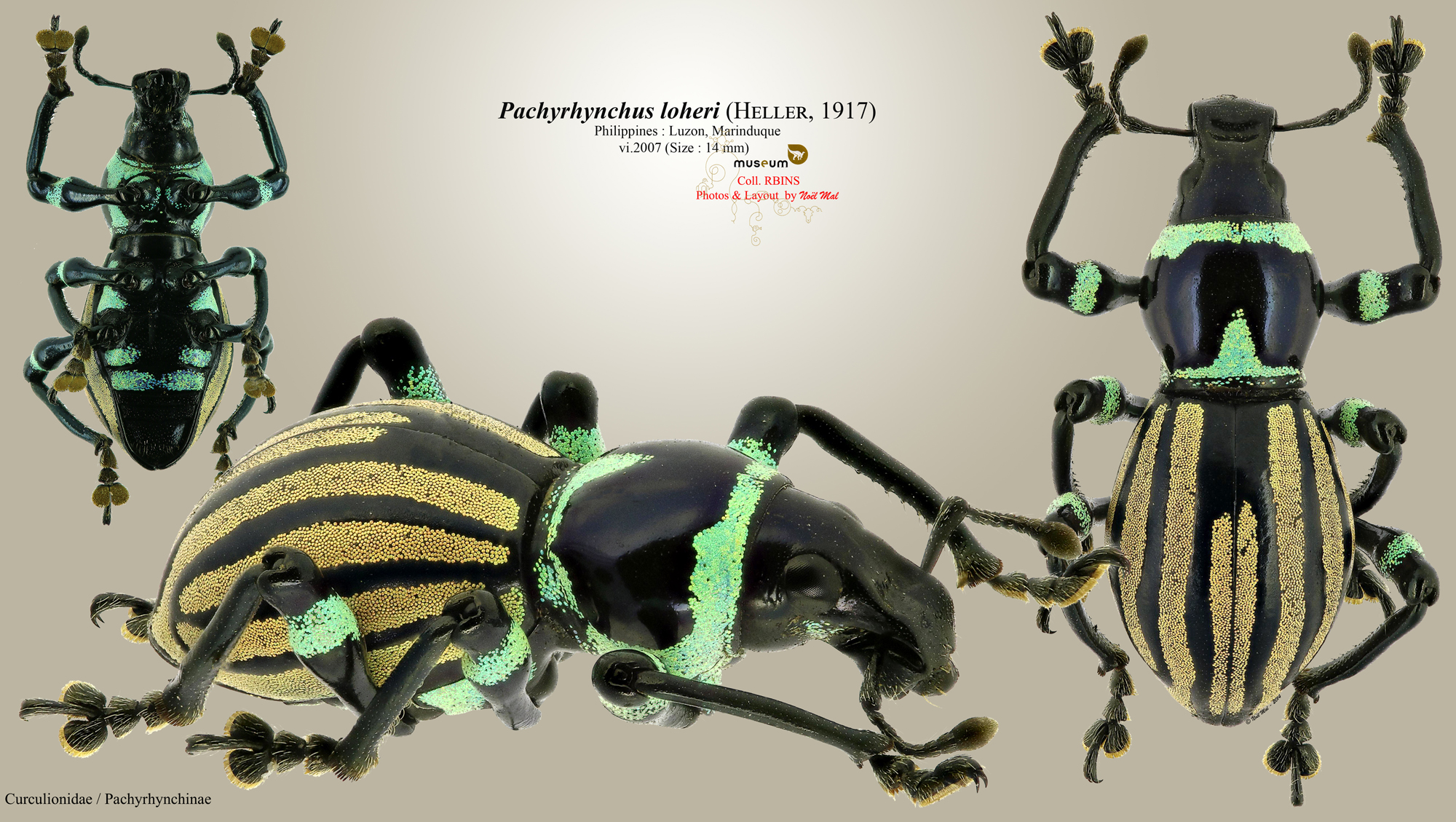 Pachyrhynchus loheri.jpg