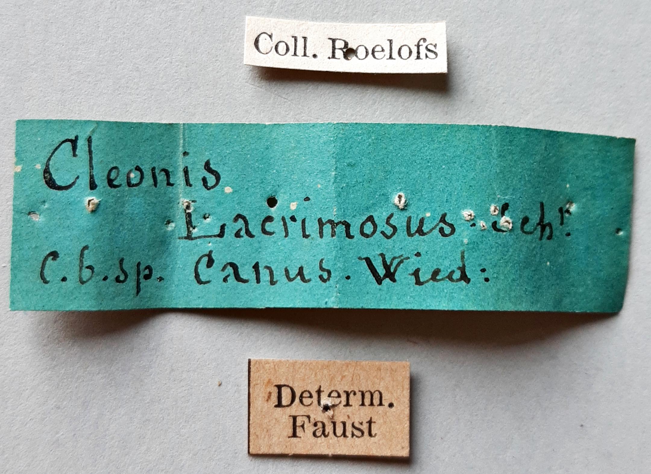 Cleonis (Lacrimosus) canus t labels