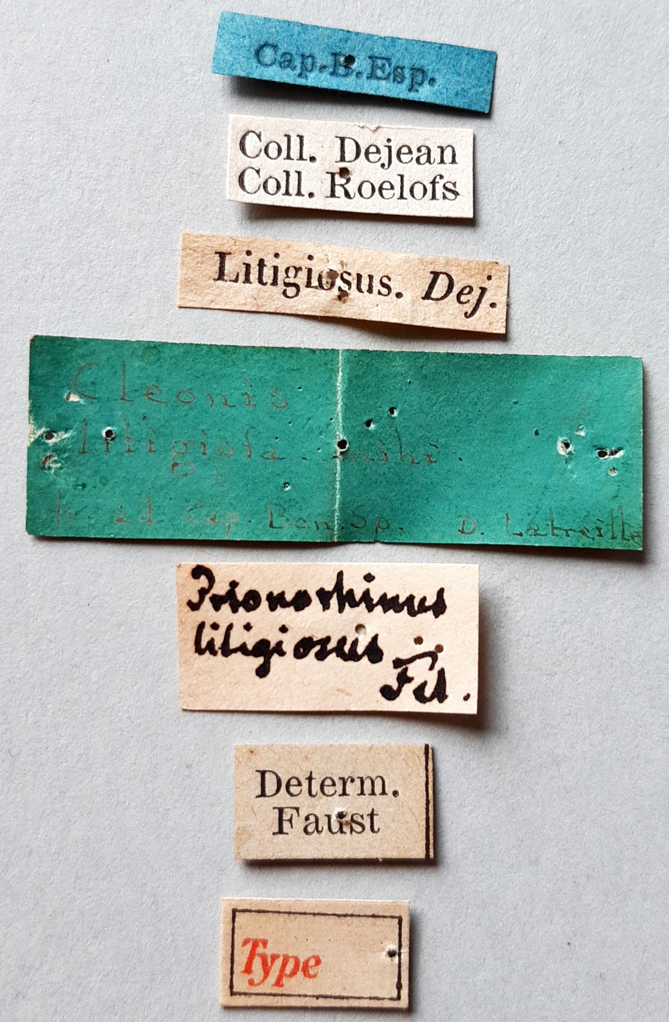 Cleonis litigiosus t labels
