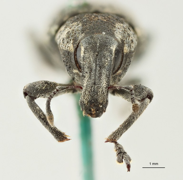 Cleonus (Neocleonus) sannio ripicola Pt F