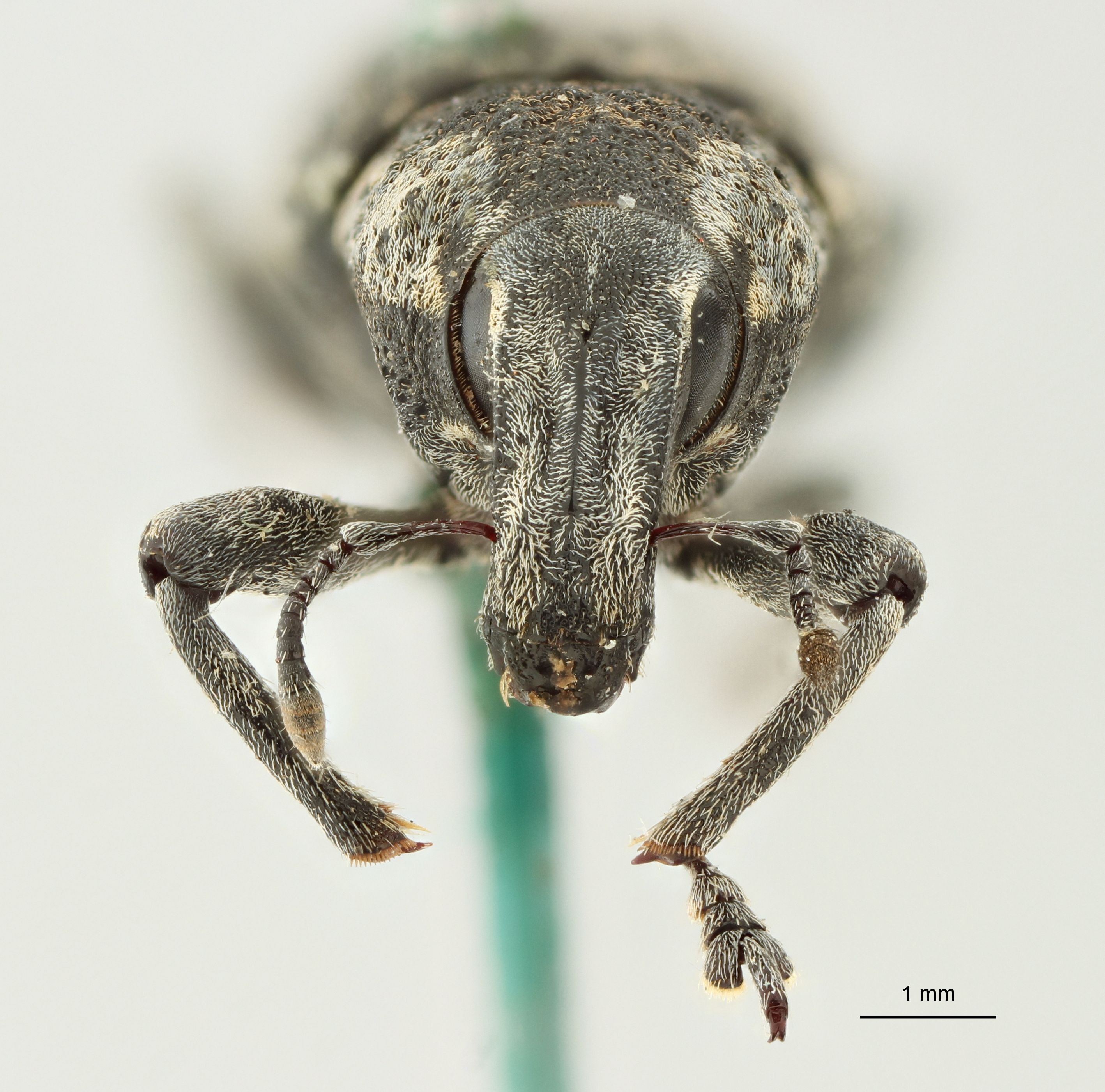 Cleonus (Neocleonus) sannio ripicola Pt F