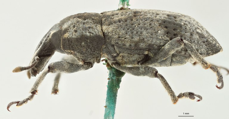 Cleonus (Neocleonus) sannio ripicola Pt L