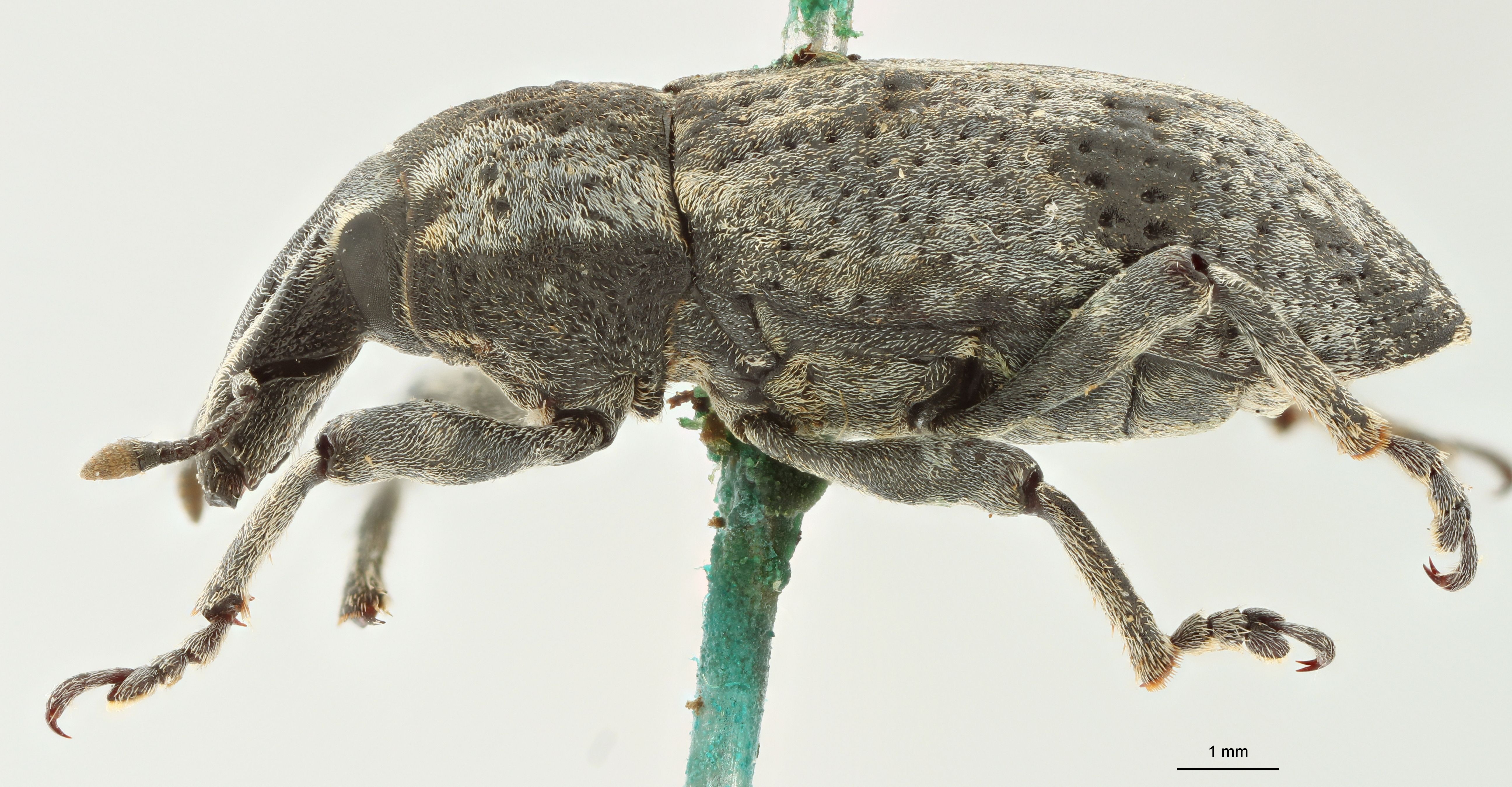 Cleonus (Neocleonus) sannio ripicola Pt L