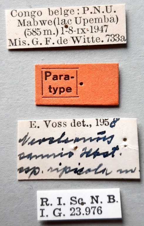 Cleonus (Neocleonus) sannio ripicola Pt labels