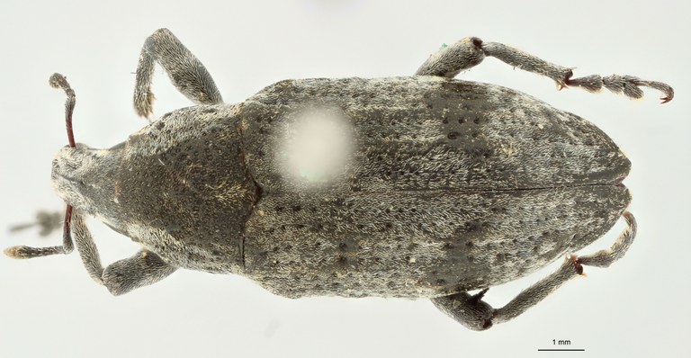 Cleonus (Neocleonus) sannio ripicola Pt D