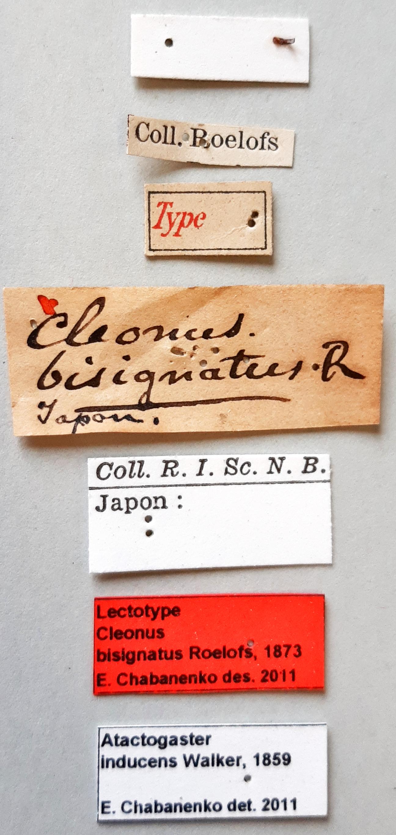 Cleonus bisignatus Lt labels