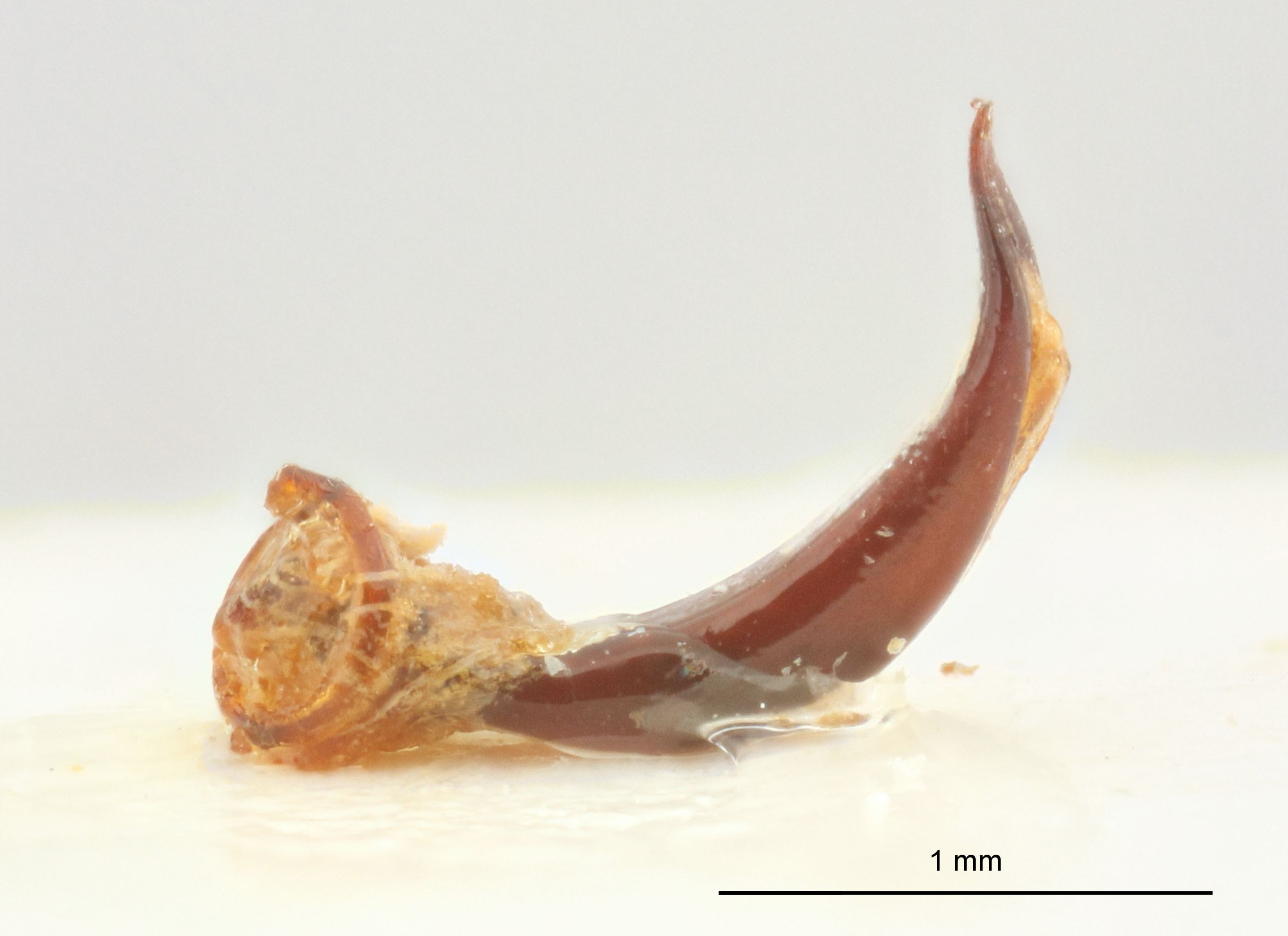 Cleonus bisignatus Lt genitalia