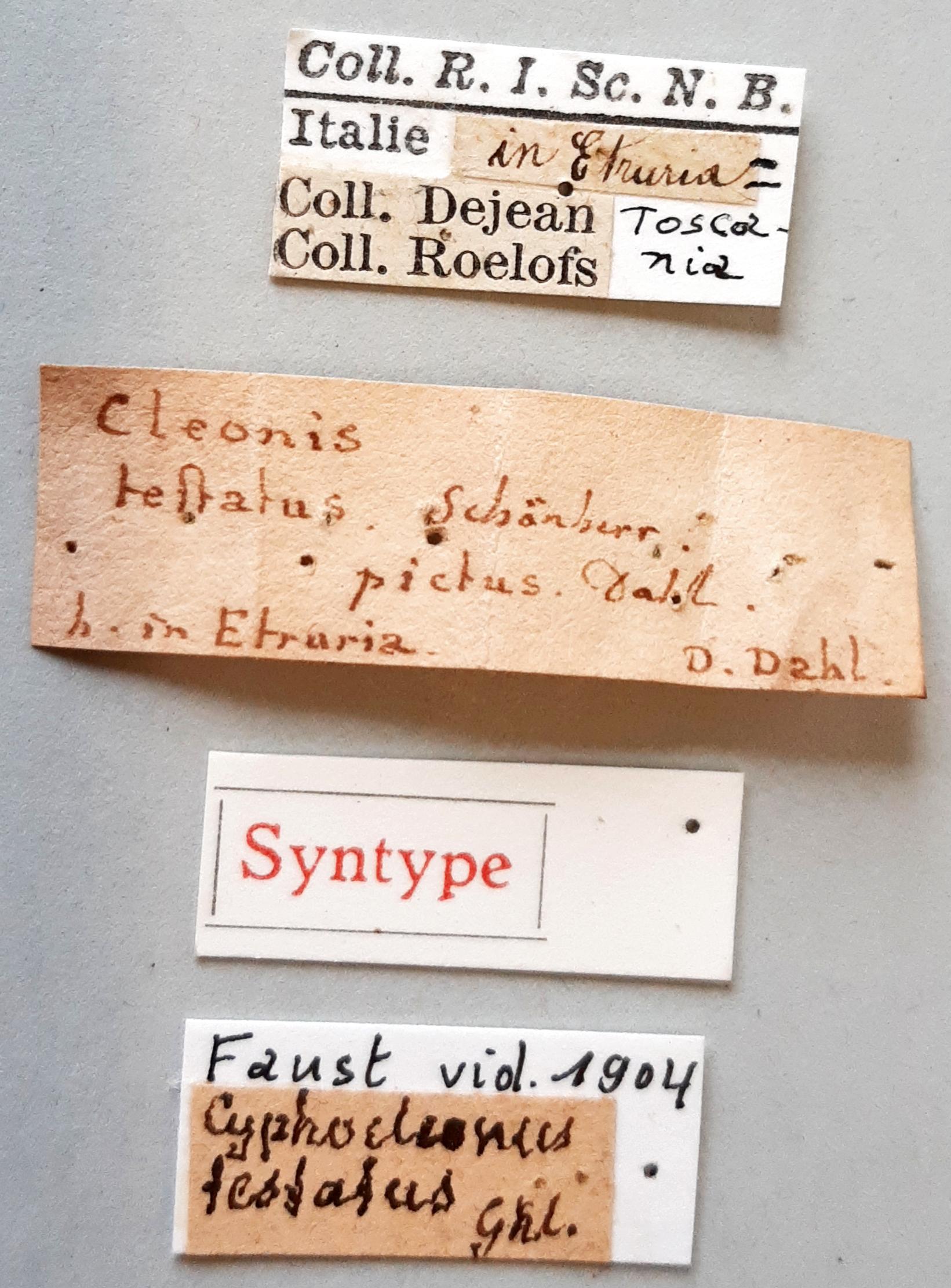 Cleonus testatus st labels