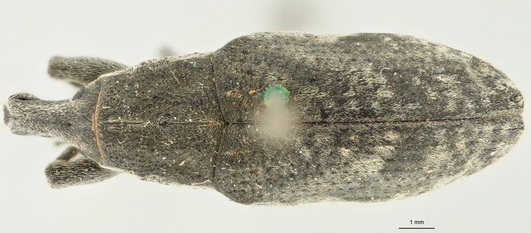 Xanthoprochilus miscellaneus t D