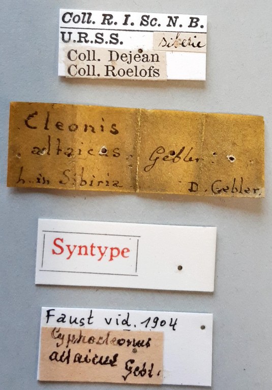 Cleonis altaicus st labels